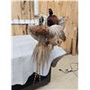 Image 2 : 2 Ringneck Pheasants Fighting Bird Taxidermy