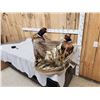 Image 5 : 2 Ringneck Pheasants Fighting Bird Taxidermy