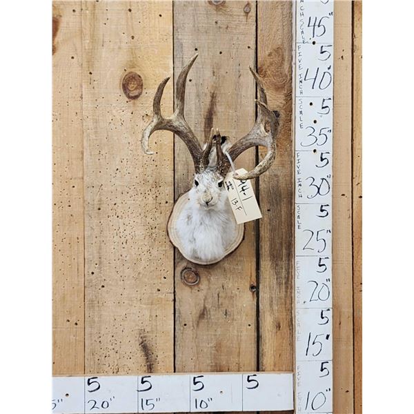Boone and Crockett 4x4 Jackalope Shoulder Mount Taxidermy