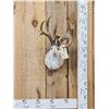 Image 1 : Boone and Crockett 4x4 Jackalope Shoulder Mount Taxidermy