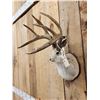 Image 2 : Boone and Crockett 4x4 Jackalope Shoulder Mount Taxidermy