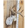 Image 3 : Boone and Crockett 4x4 Jackalope Shoulder Mount Taxidermy