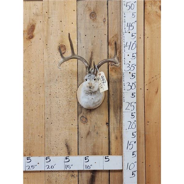 Boone & Crockett 4x4 Jackalope Shoulder Mount Taxidermy