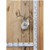 Image 1 : Boone & Crockett 4x4 Jackalope Shoulder Mount Taxidermy