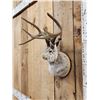 Image 2 : Boone & Crockett 4x4 Jackalope Shoulder Mount Taxidermy