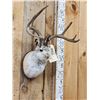 Image 3 : Boone & Crockett 4x4 Jackalope Shoulder Mount Taxidermy