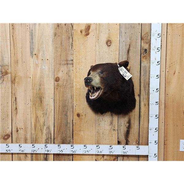 Extra Nice Black Bear Shoulder Mount Taxidermy
