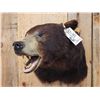 Image 2 : Extra Nice Black Bear Shoulder Mount Taxidermy