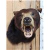 Image 3 : Extra Nice Black Bear Shoulder Mount Taxidermy