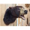 Image 4 : Extra Nice Black Bear Shoulder Mount Taxidermy