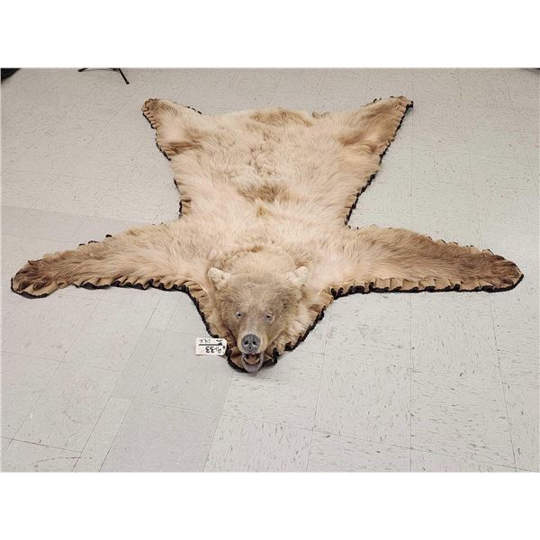 Ultra Blonde Phase Canadian Black Bear Rug Taxidermy