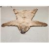 Image 1 : Ultra Blonde Phase Canadian Black Bear Rug Taxidermy