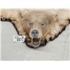 Image 2 : Ultra Blonde Phase Canadian Black Bear Rug Taxidermy