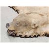 Image 3 : Ultra Blonde Phase Canadian Black Bear Rug Taxidermy