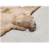 Image 4 : Ultra Blonde Phase Canadian Black Bear Rug Taxidermy