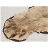 Image 5 : Ultra Blonde Phase Canadian Black Bear Rug Taxidermy