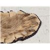 Image 6 : Ultra Blonde Phase Canadian Black Bear Rug Taxidermy