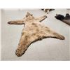 Image 7 : Ultra Blonde Phase Canadian Black Bear Rug Taxidermy