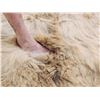 Image 8 : Ultra Blonde Phase Canadian Black Bear Rug Taxidermy