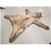 Image 9 : Ultra Blonde Phase Canadian Black Bear Rug Taxidermy
