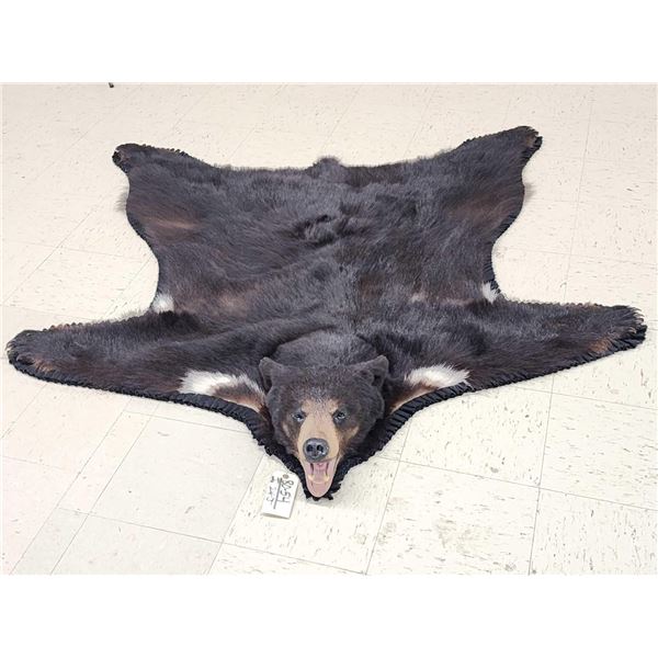 Extra Nice Black Bear Rug Taxidermy