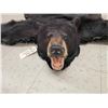 Image 2 : Black Bear Rug Taxidermy