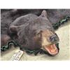Image 4 : Black Bear Rug Taxidermy