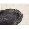 Image 5 : Black Bear Rug Taxidermy