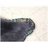 Image 6 : Black Bear Rug Taxidermy