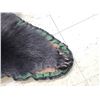 Image 7 : Black Bear Rug Taxidermy