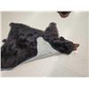 Image 11 : Black Bear Rug Taxidermy