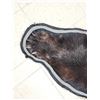 Image 6 : Black Bear Rug Taxidermy