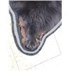 Image 9 : Black Bear Rug Taxidermy