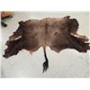 Image 3 : Soft Tanned American Bison Buffalo Robe Taxidermy