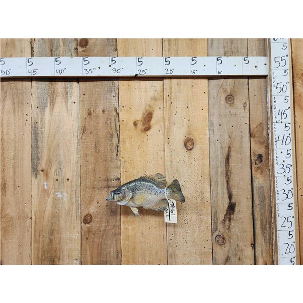 14" Crappie Real Skin Fish Taxidermy
