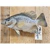 Image 2 : 14" Crappie Real Skin Fish Taxidermy