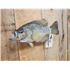 Image 3 : 14" Crappie Real Skin Fish Taxidermy