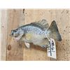 Image 4 : 14" Crappie Real Skin Fish Taxidermy