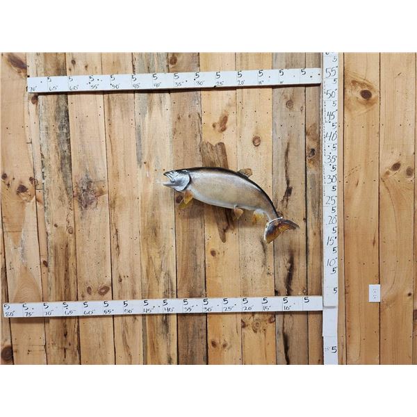 35" Lake Trout Real Skin Fish Taxidermy