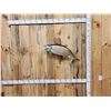 Image 1 : 35" Lake Trout Real Skin Fish Taxidermy