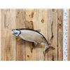 Image 2 : 35" Lake Trout Real Skin Fish Taxidermy