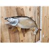 Image 3 : 35" Lake Trout Real Skin Fish Taxidermy