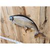 Image 4 : 35" Lake Trout Real Skin Fish Taxidermy