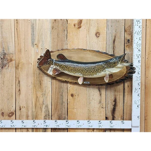 41" Northern Pike Real Skin Fish Taxidermy