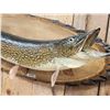 Image 2 : 41" Northern Pike Real Skin Fish Taxidermy