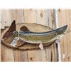 Image 3 : 41" Northern Pike Real Skin Fish Taxidermy