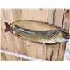 Image 4 : 41" Northern Pike Real Skin Fish Taxidermy