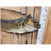 Image 5 : 41" Northern Pike Real Skin Fish Taxidermy