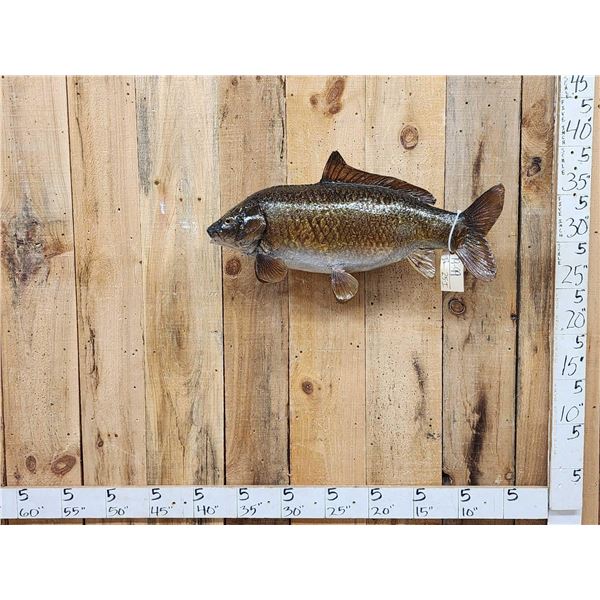 FAT 32" Carp Real Skin Fish Taxidermy