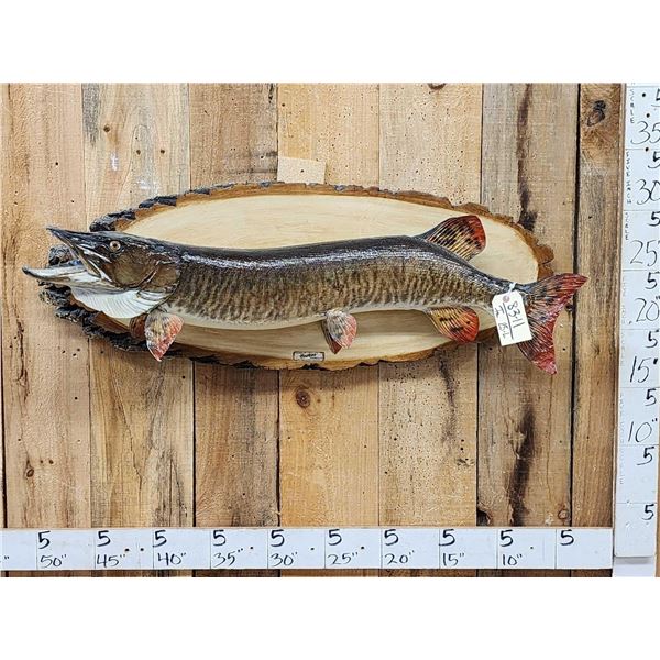 43" Muskie Real Skin Fish Taxidermy